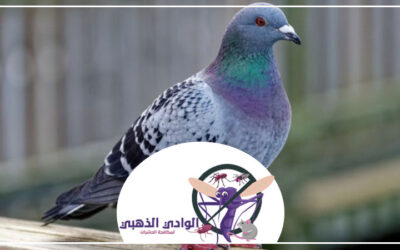 مكافحة الحمام في ابوظبي
