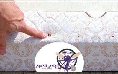 مكافحة بق الفراش في الشارقة