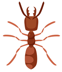 نملة