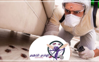 شركة مكافحة الصراصير في دبي