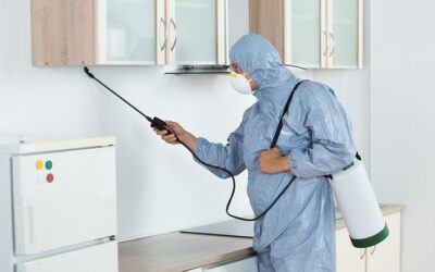 شركة مكافحة حشرات في عجمان 0553886746