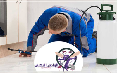 شركة مكافحة حشرات الورقاء دبي