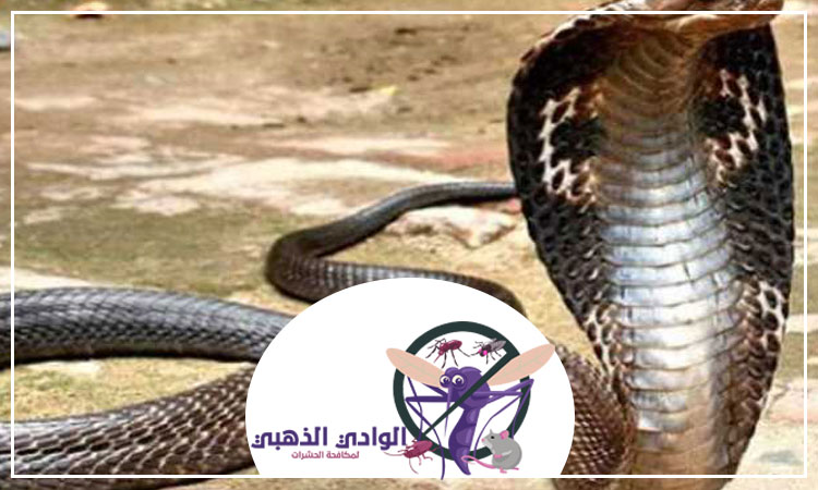 شركة مكافحة الأفاعى في الشارقة