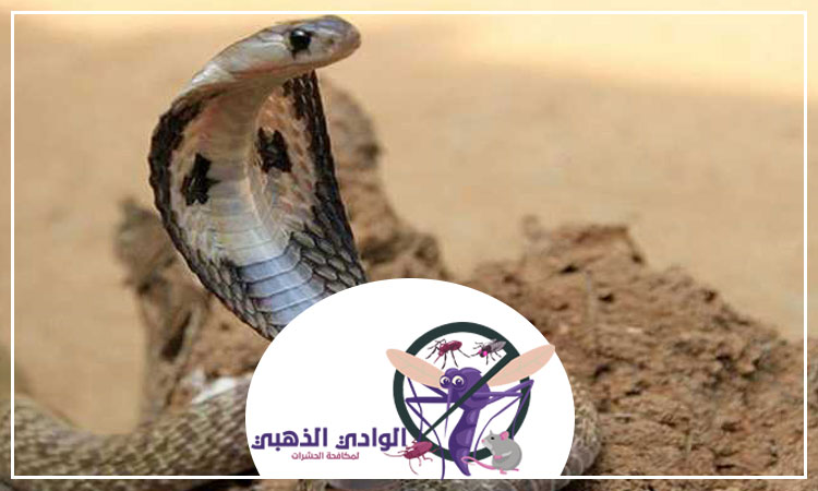 شركة مكافحة الأفاعى في الشارقة