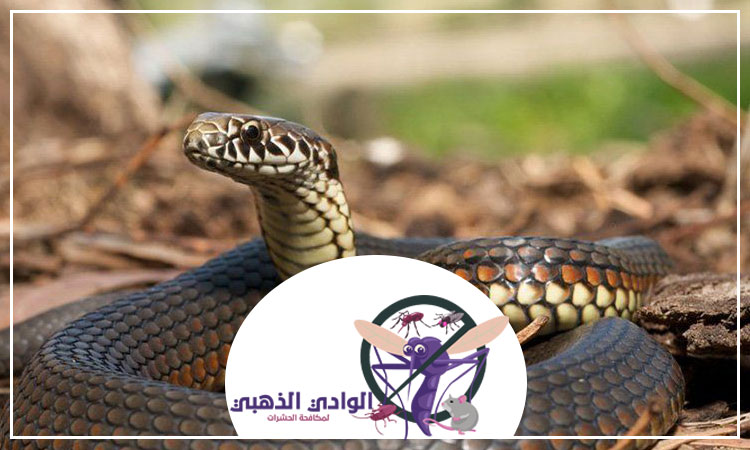 شركة مكافحة الأفاعى في الفجيرة