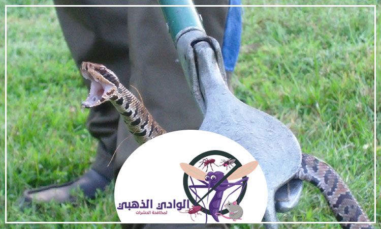 شركة مكافحة الأفاعى في الفجيرة
