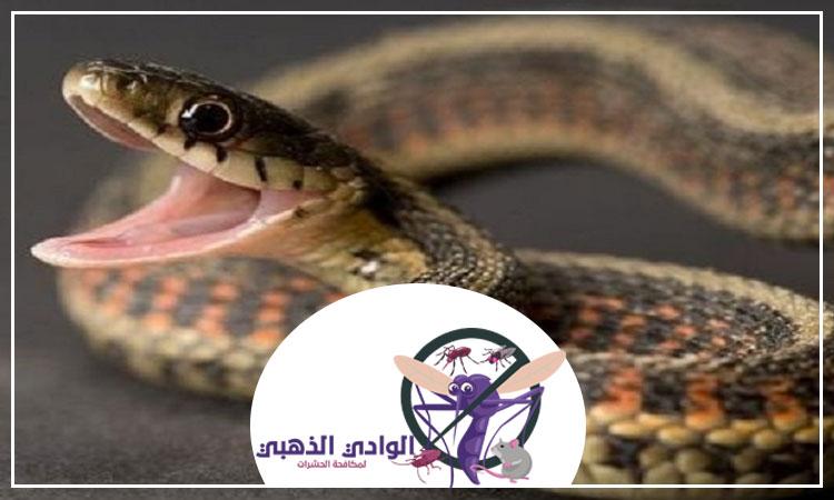 شركة مكافحة الافاعي في الشارقة