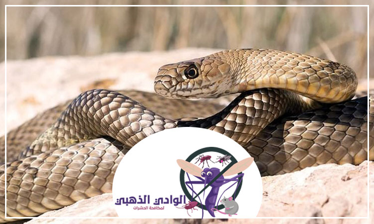 شركة مكافحة الافاعي في الشارقة