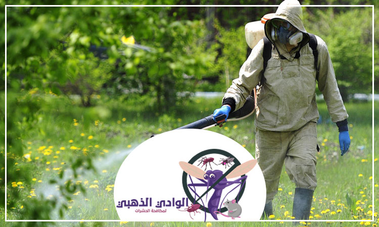 شركة مكافحة البرص في الشارقة