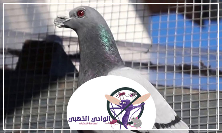 شركة مكافحة الحمام في دبي
