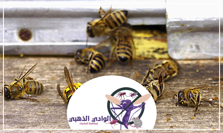 شركة مكافحة الدبابير في دبي