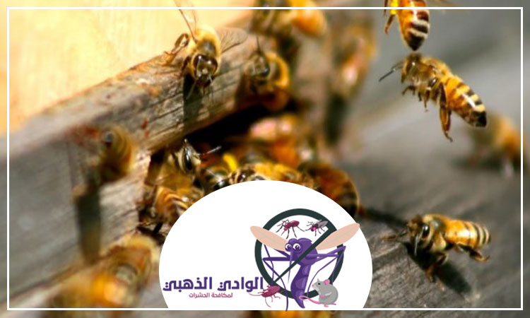 شركة مكافحة الدبابير في دبي