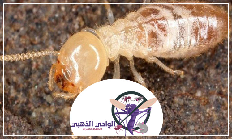 شركة مكافحة الرمة في الشارقة