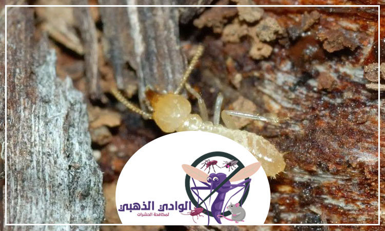 شركة مكافحة الرمة في الشارقة