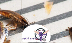 شركة مكافحة الصراصير في دبي