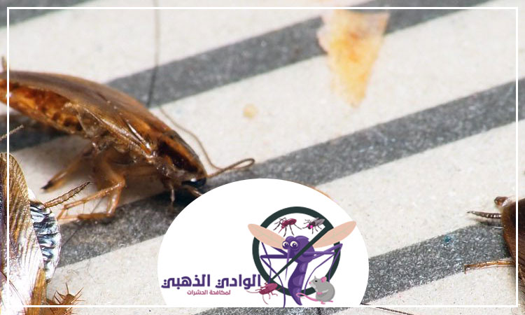 شركة مكافحة الصراصير في العين