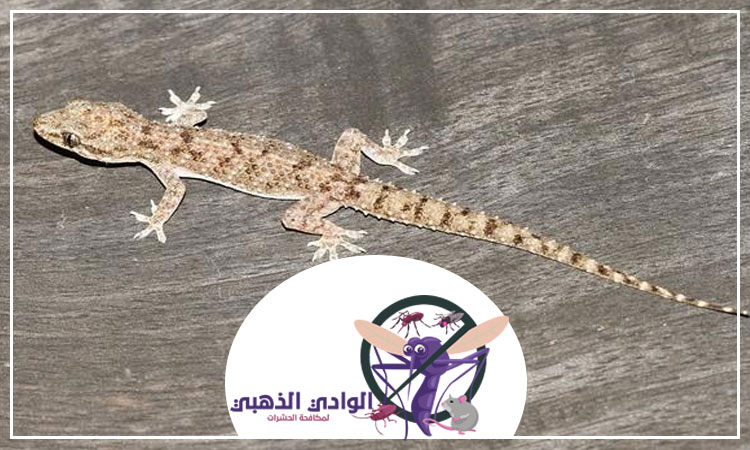 شركة مكافحة الطيطار ابوظبي