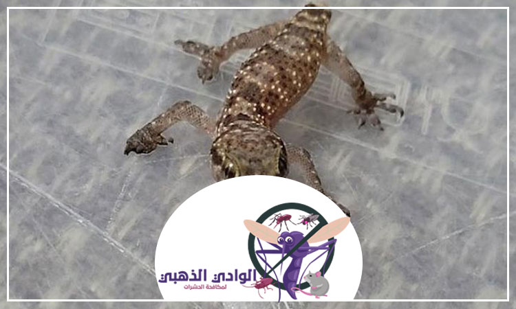 شركة مكافحة الطيطار الفجيرة