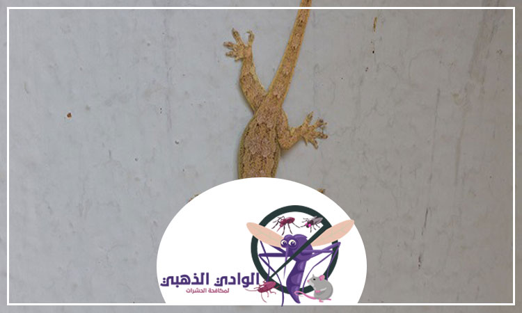 شركة مكافحة الطيطار الفجيرة