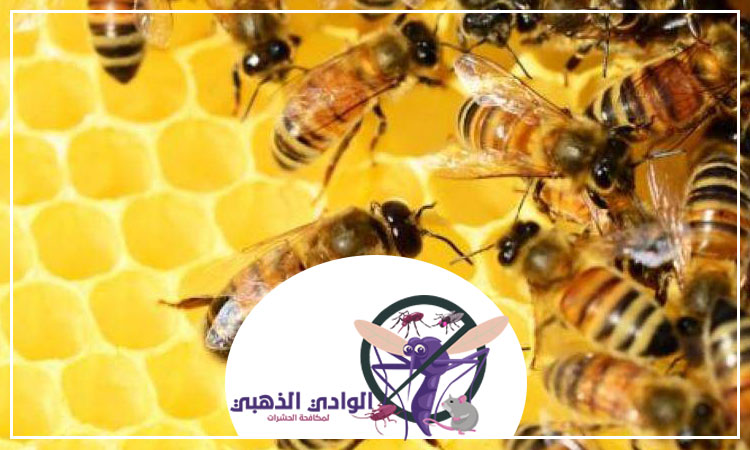 شركة مكافحة النحل في الشارقة