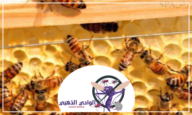 شركة مكافحة النحل في الشارقة