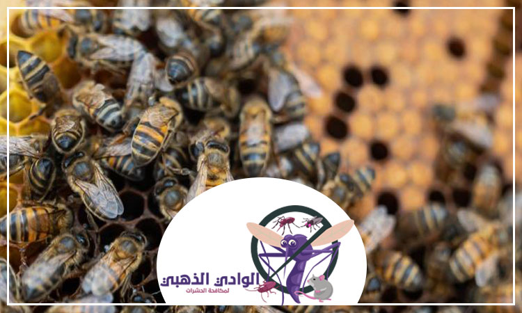 شركة مكافحة النحل في العين