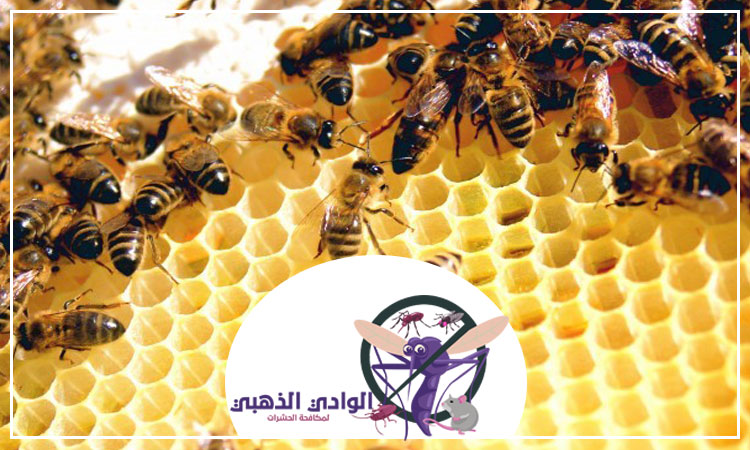 شركة مكافحة النحل في العين