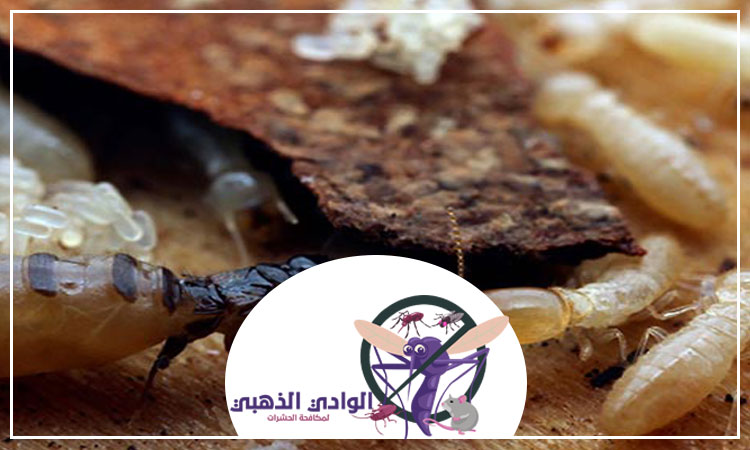 شركة مكافحة النمل في ابوظبي