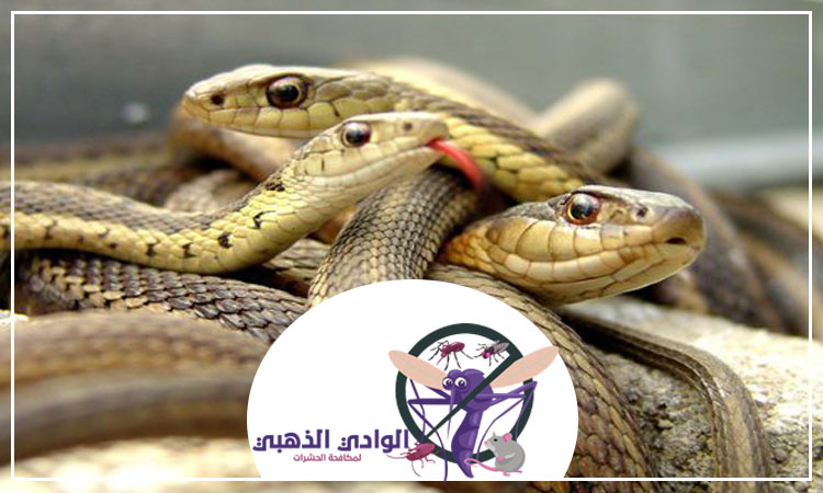 مكافحة الأفاعى في ام القيوين