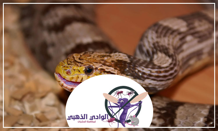 مكافحة الأفاعى في ام القيوين