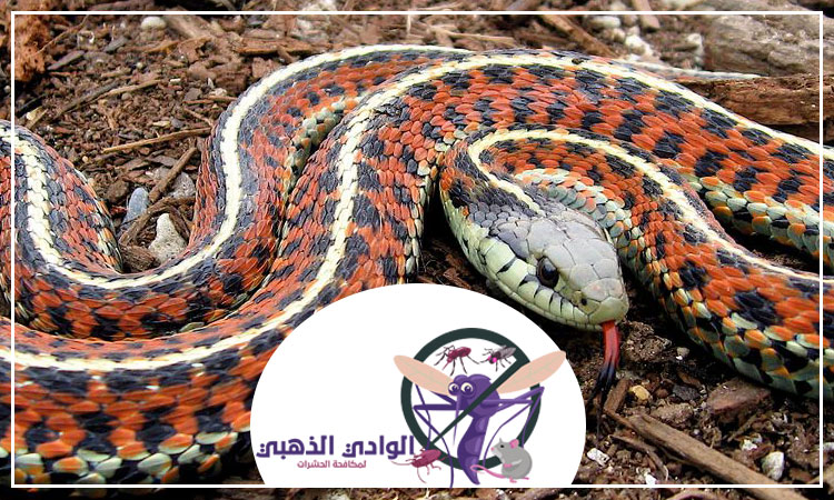 مكافحة الأفاعى في راس الخيمة