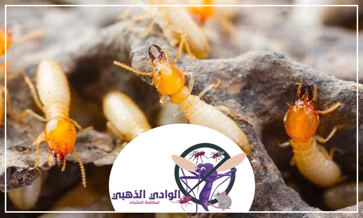 مكافحة الرمة في ام القيوين