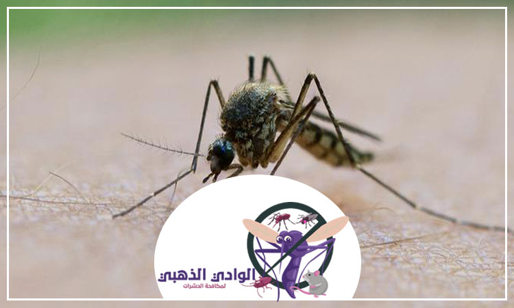 مكافحة الناموس في العين