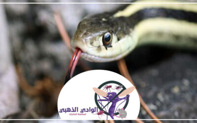 شركة مكافحة الأفاعى في ابوظبي 0553886746