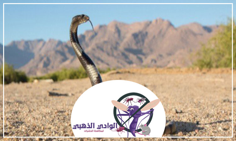 شركة مكافحة الأفاعى في الشارقة
