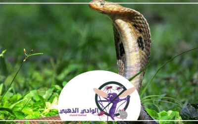 شركة مكافحة الأفاعى في عجمان 0553886746