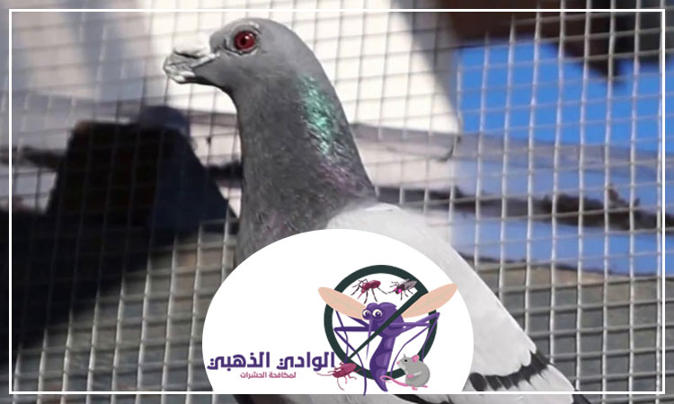 شركة مكافحة الحمام في دبي