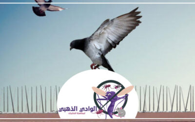 شركة مكافحة الحمام في دبي 0553886746
