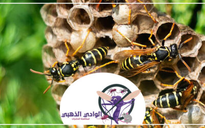 شركة مكافحة الدبابير في الشارقة