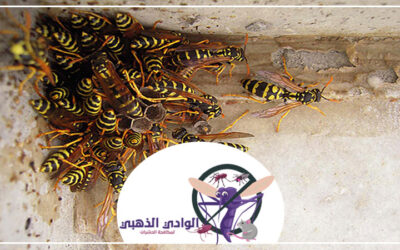 شركة مكافحة الدبابير في العين
