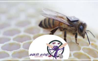 شركة مكافحة الدبابير في دبي 0553886746