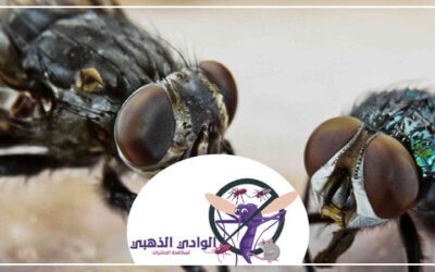 شركة مكافحة الذباب في العين