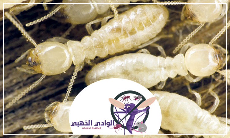 شركة مكافحة الرمة في الشارقة