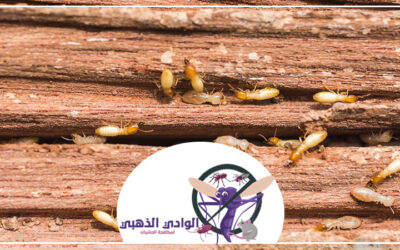 شركة مكافحة الرمة في عجمان 0553886746