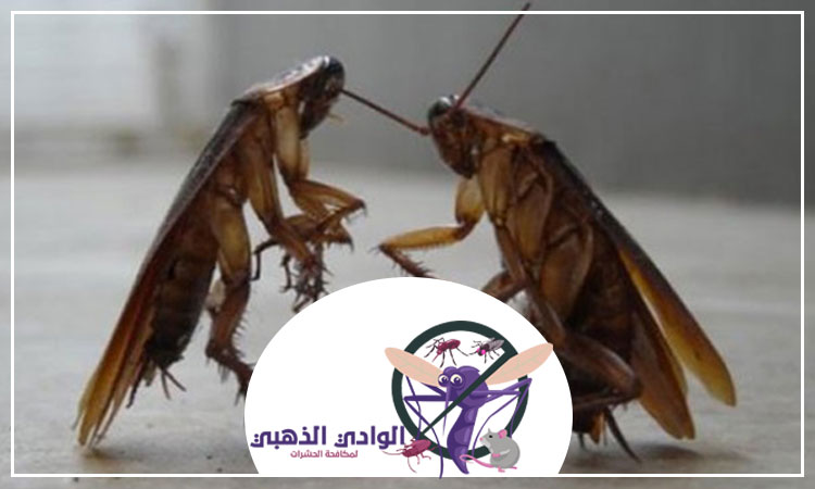 شركة مكافحة الصراصير في دبي