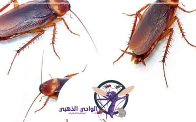 شركة مكافحة الصراصير في العين