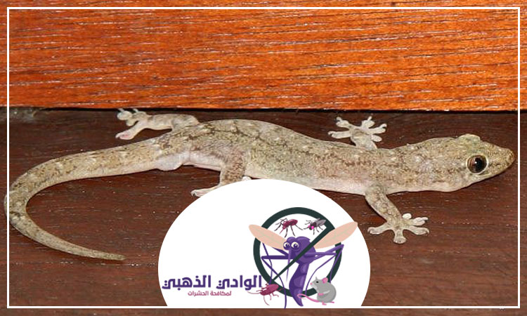 شركة مكافحة الطيطار ابوظبي