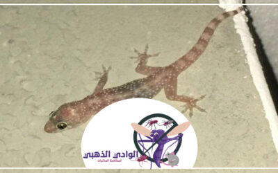 شركة مكافحة الطيطار ابوظبي 0553886746