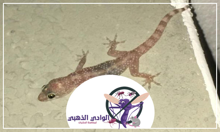 شركة مكافحة الطيطار ابوظبي