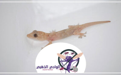 شركة مكافحة الطيطار الفجيرة 0553886746